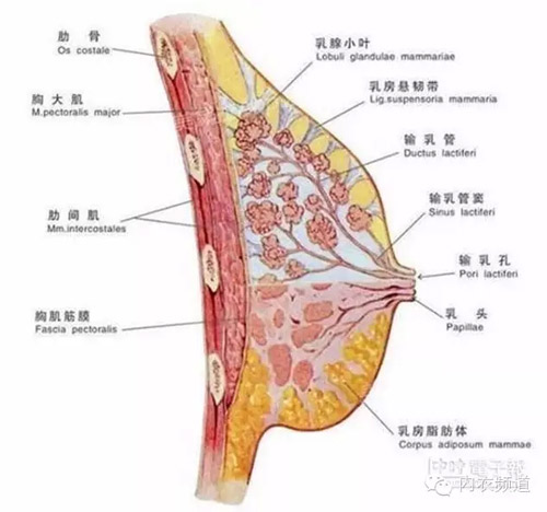 趣读:<em>不穿胸罩</em>乳房更挺-品牌服装网