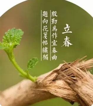 新申亚麻,立春
