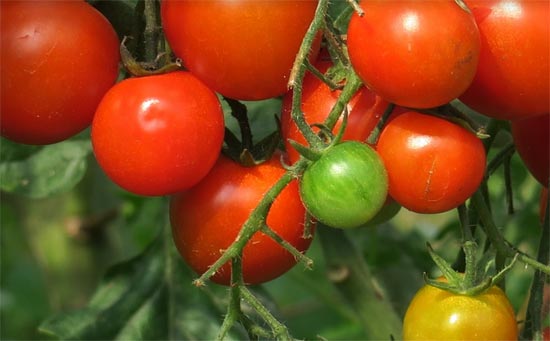 晚上吃番茄可以减肥吗 番茄减肥法一周瘦十五