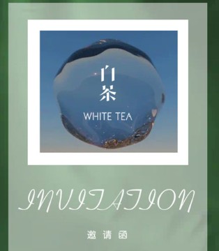 白茶,White Tea,订货会