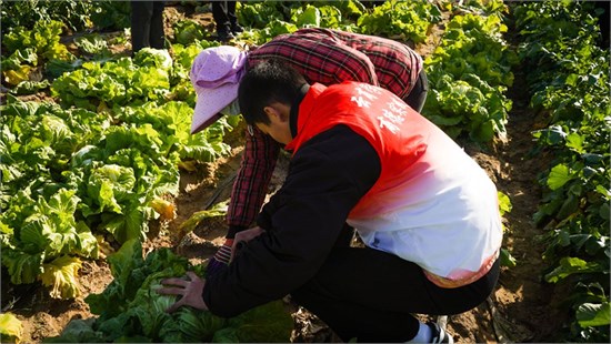 调研、劳动、直播、捐赠……这堂开在田间地头的思政课有意义